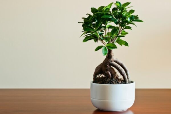 The Ultimate Guide To Bonsai Care: Tips And Tricks For Nurturing Your Miniature Masterpiece