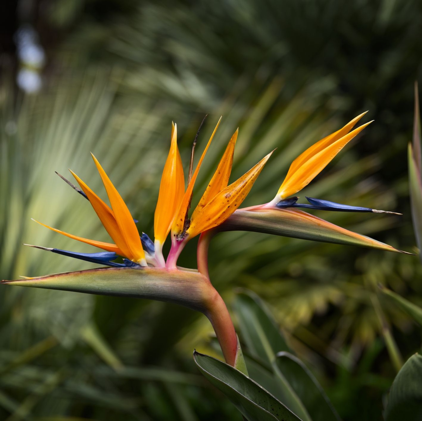 How To Grow And Care For Bird Of Paradise Plants