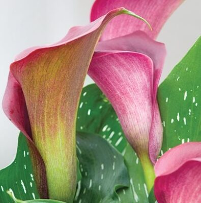 Easy Care Tips For Keeping Your Calla Lily Plants Happy And Healthy