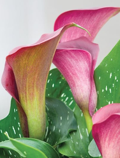 Easy Care Tips For Keeping Your Calla Lily Plants Happy And Healthy