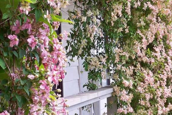 Unlock The Secrets To Thriving Clematis Plants With Expert Care Tips