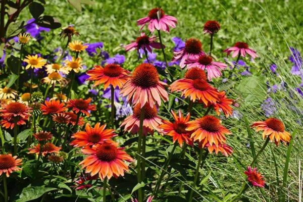 Ultimate Guide: Caring For Echinacea Plant Like A Pro