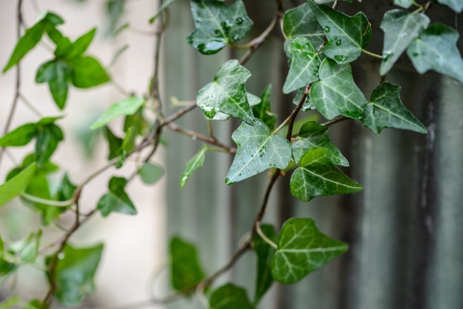 Green Thumb Guide: Mastering The Art Of Ivy Plant Care For Thriving Foliage