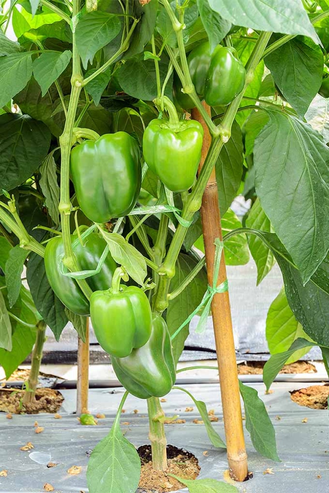 How To Grow And Harvest Bell Peppers  Gardener's Path