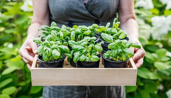 Ultimate Guide: Caring For Basil Plants Outdoors Like A Pro