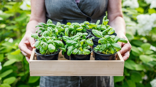 Ultimate Guide: Caring For Basil Plants Outdoors Like A Pro