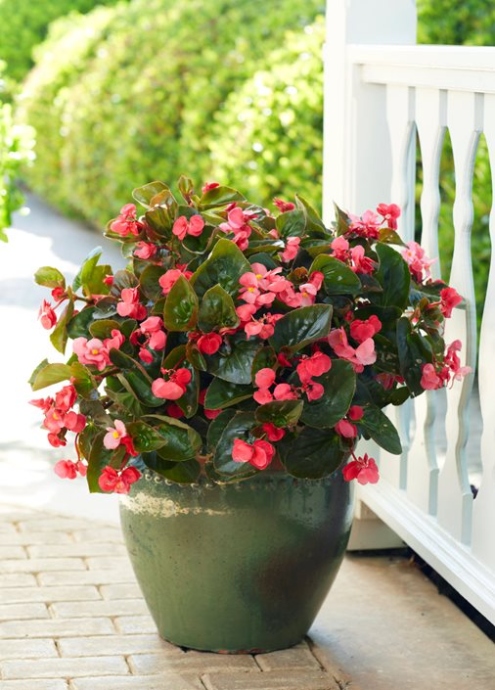 How To Grow Begonia Plants (+ Care Tips)  Garden Design