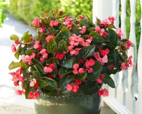 The Ultimate Guide To Keeping Your Begonia Plant Happy And Healthy