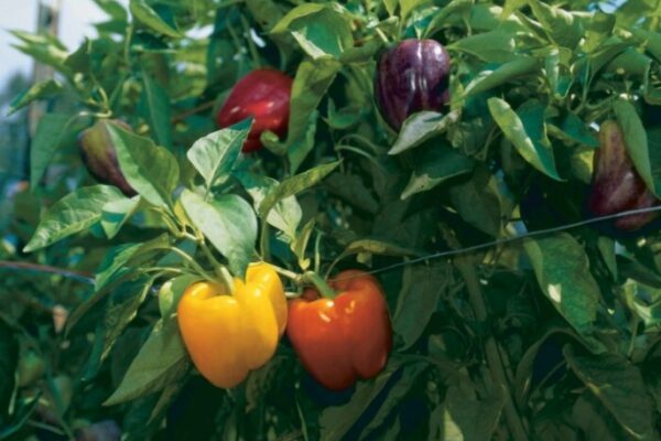 Bell Pepper Plant Care: Tips For Growing Healthy And Vibrant Peppers