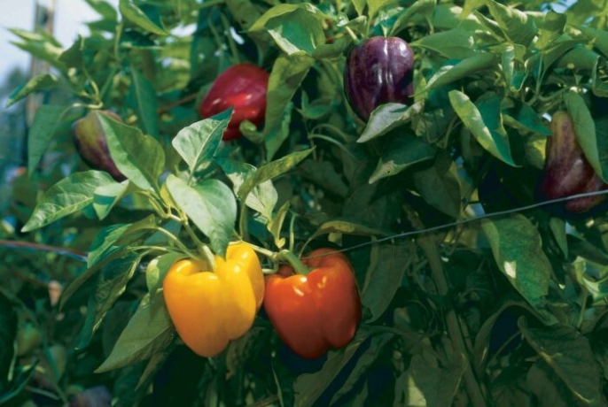 Bell Pepper Plant Care: Tips For Growing Healthy And Vibrant Peppers