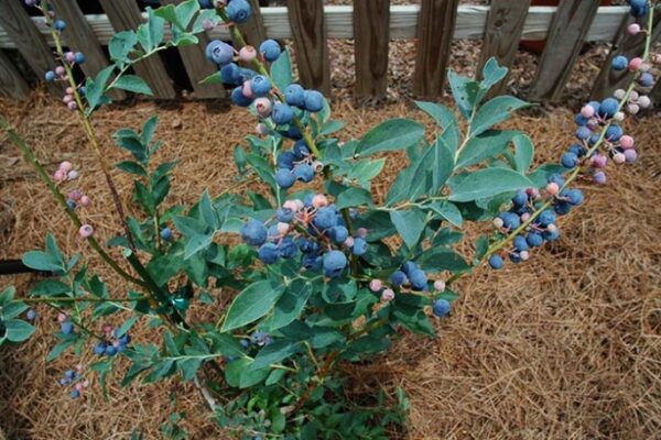 Top Tips For Thriving Blueberry Plants: Expert Care Guide