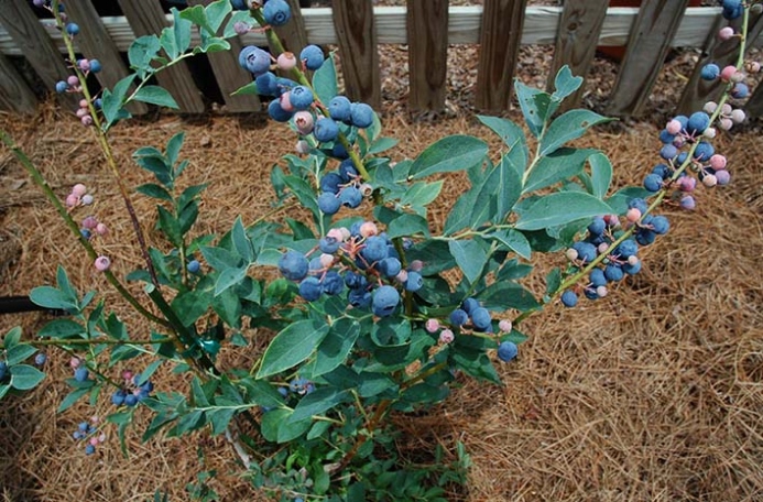 Top Tips For Thriving Blueberry Plants: Expert Care Guide