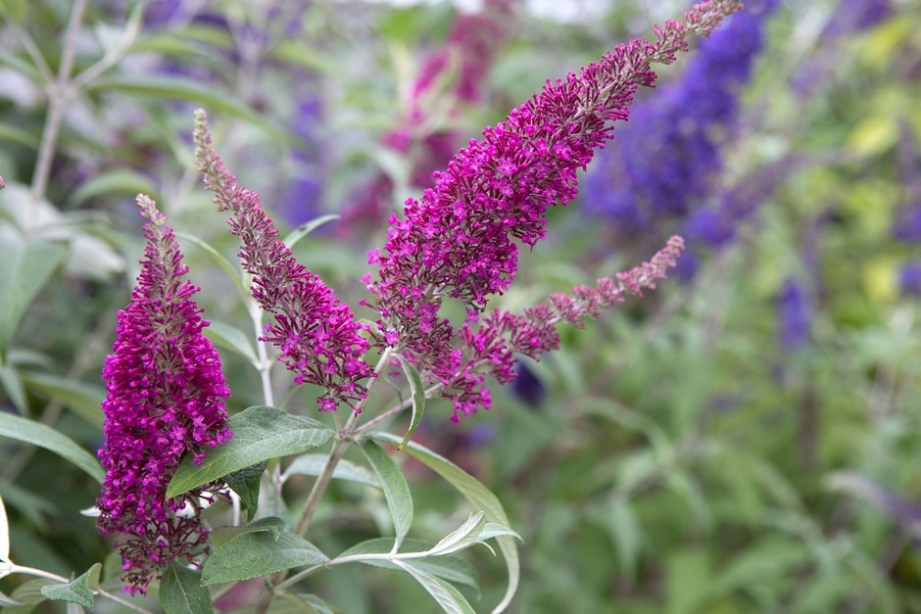 How To Grow Buddleia (Butterfly Bush)  BBC Gardeners World Magazine