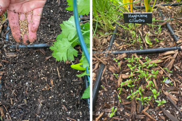 Unlock The Secrets Of Caring For Cilantro Plants: A Gardener’s Guide