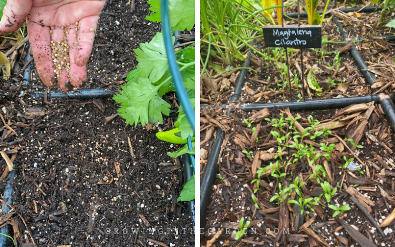 How To Grow Cilantro - Growing In The Garden