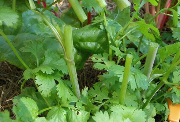 Unlock The Secrets Of Caring For Cilantro: Tips For Growing A Healthy Plant