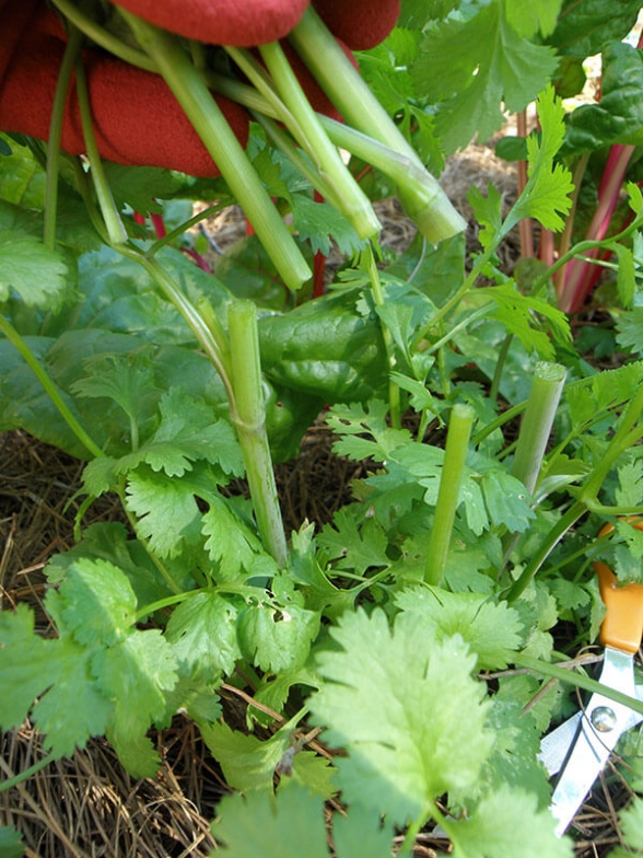 Unlock The Secrets Of Caring For Cilantro: Tips For Growing A Healthy Plant