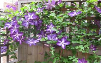 The Ultimate Guide To Clematis Care: Tips For Thriving Plants