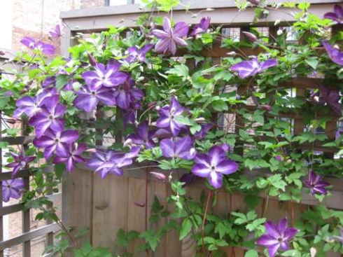 The Ultimate Guide To Clematis Care: Tips For Thriving Plants