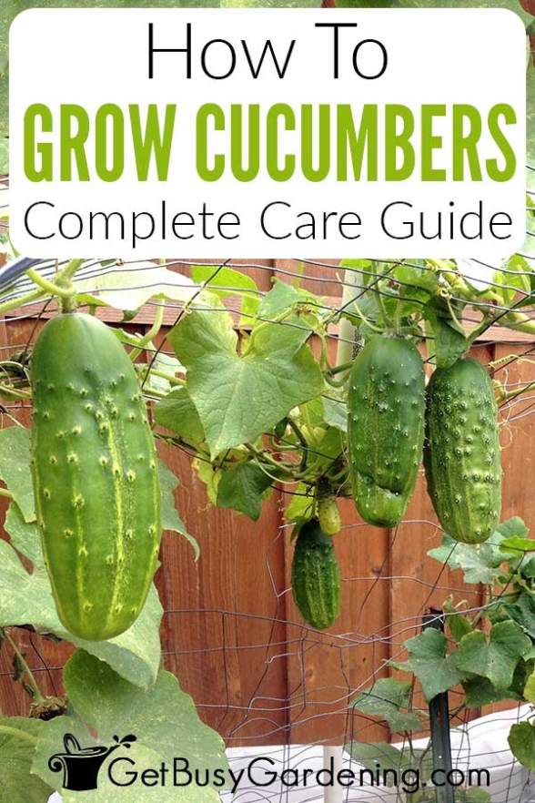 How To Grow Cucumbers: Complete Care Guide - Get Busy Gardening