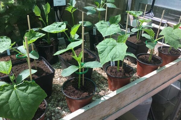 The Ultimate Guide To Caring For Cucumber Plants: Tips For Thriving Vines