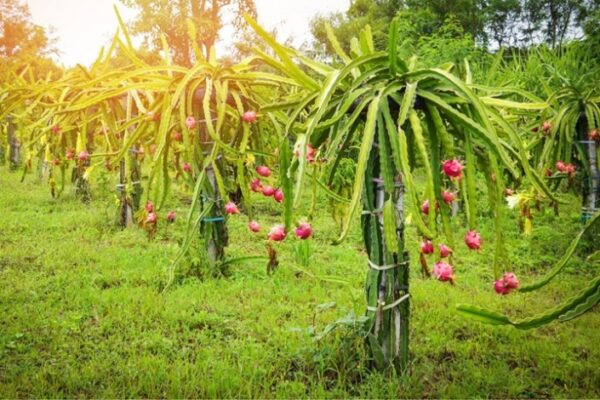 Dragon Fruit Delight: Essential Care Tips For Your Exotic Plant