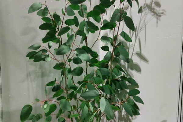 Ultimate Guide: Caring For Your Eucalyptus Plant Like A Pro