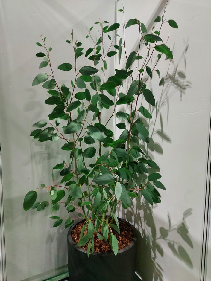 Ultimate Guide: Caring For Your Eucalyptus Plant Like A Pro