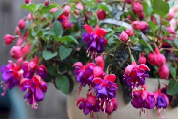 Unleash The Beauty: Expert Tips On Caring For Your Fuchsia Plant