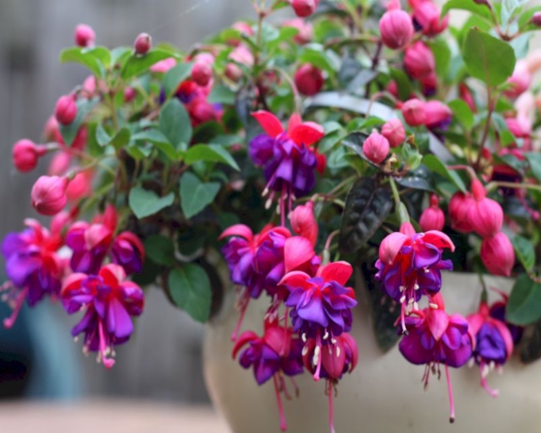 Unleash The Beauty: Expert Tips On Caring For Your Fuchsia Plant