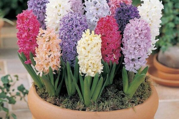 Hyacinth Care Guide: Tips And Tricks For Thriving Blooms!