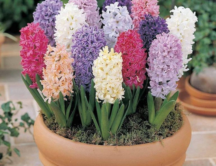 Hyacinth Care Guide: Tips And Tricks For Thriving Blooms!