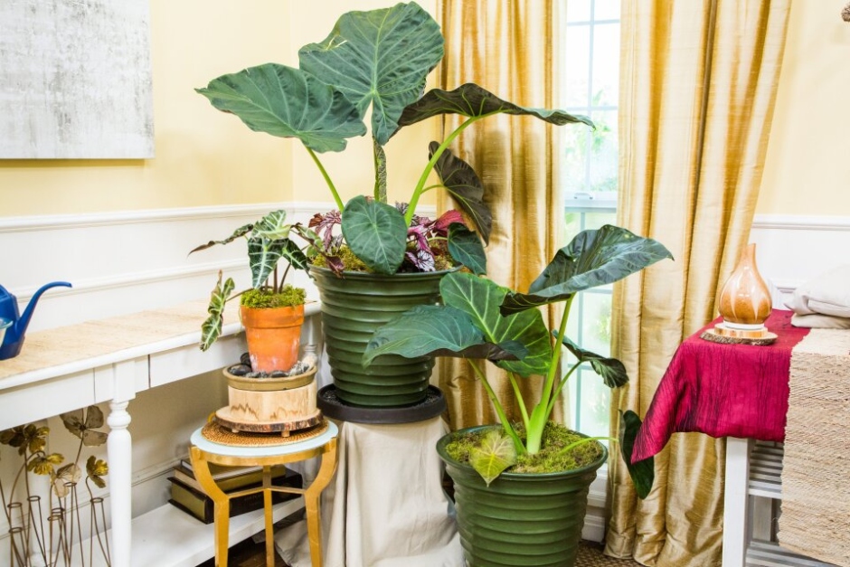 Elephant Ear Care: Tips For Thriving Plants And Happy Leaves