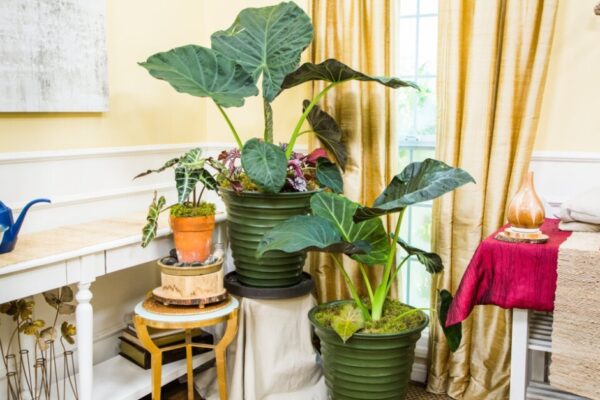 Ultimate Guide: Caring For Elephant Ear Plants Like A Pro