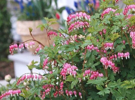 Blooming With Love: Ultimate Guide To Caring For Bleeding Heart Plant