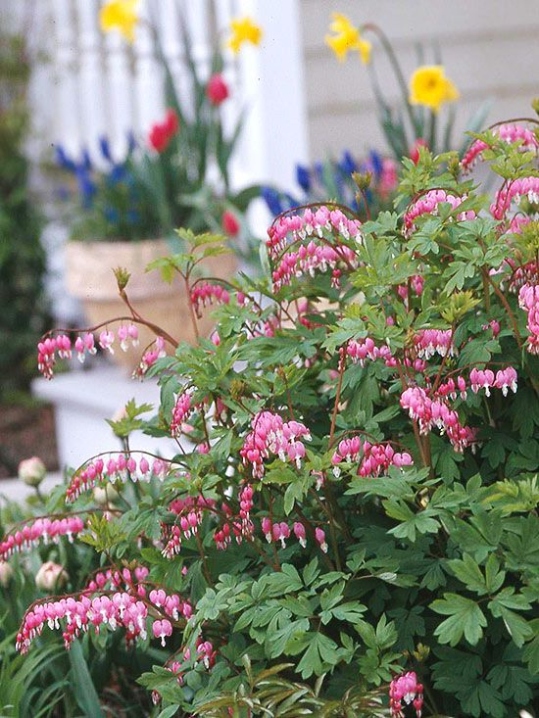 Blooming With Love: Ultimate Guide To Caring For Bleeding Heart Plant