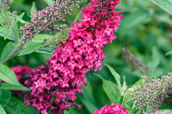 How To Plant Nd Care For A Buddleia  Gardener's DreamGardeners