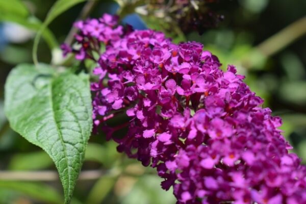 Blooms Of Joy: Ultimate Guide On Caring For Buddleia Plants