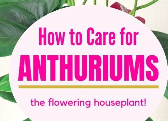 Anthurium Care Guide: Tips For Thriving Indoor Plants