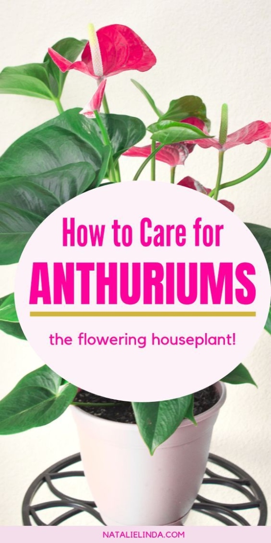 Anthurium Care Guide: Tips For Thriving Indoor Plants