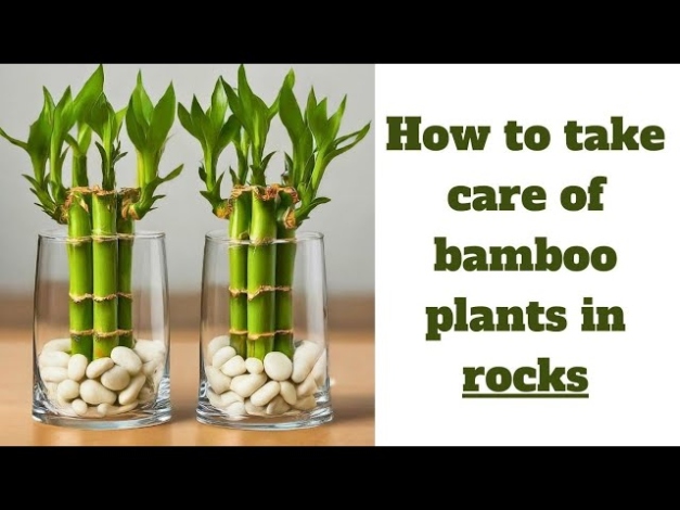 How To Take Care Of Bamboo Plants In Rocks (LUCKY BAMBOO CARE)