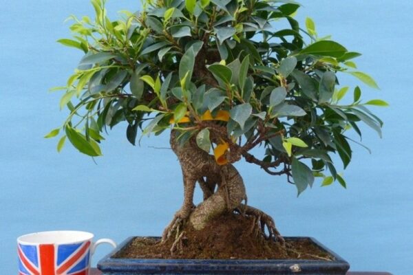 Mastering The Art Of Bonsai Care: Essential Tips For Thriving Plants