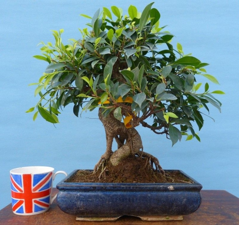 Mastering The Art Of Bonsai Care: Essential Tips For Thriving Plants