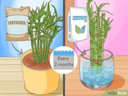 Bamboo Care 101: Expert Tips For Thriving Bamboo Plants