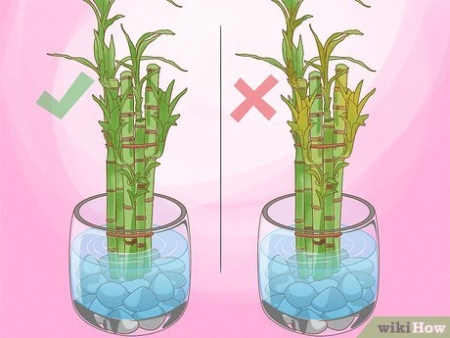 How To Take Care Of Lucky Bamboo: Growing Tips & Facts