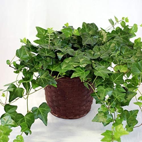 Indoor Ivy - How To Grow English Ivy