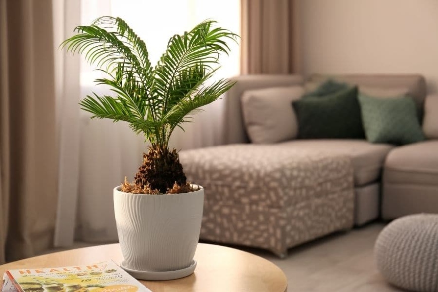 Indoor Palm Tree Care:  Essential Rules Jay Scotts Collection