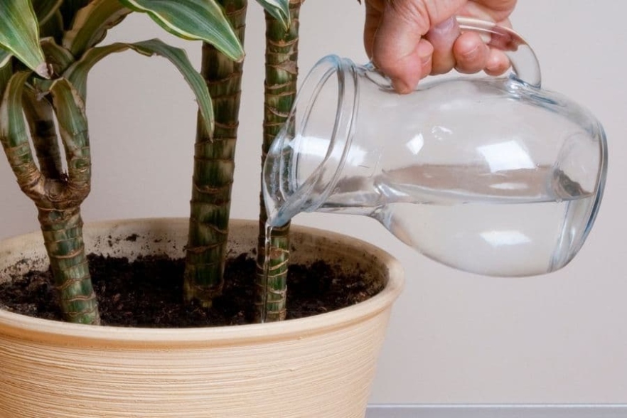 Ultimate Guide: Indoor Palm Plant Care Tips For Thriving Foliage!