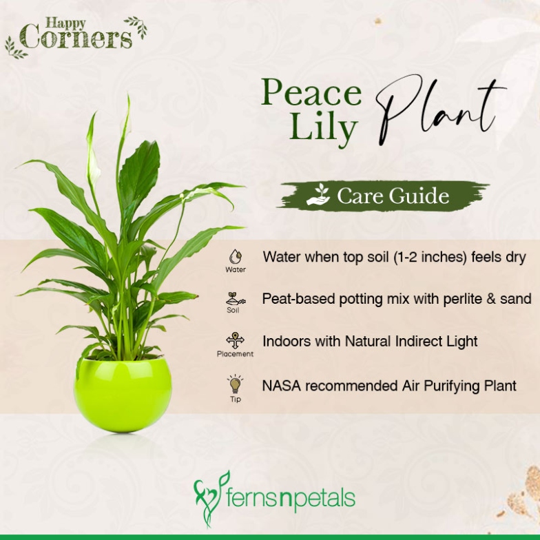 Indoor Plant Care Guide Part  - Ferns N Petals