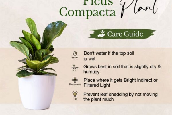 Green Thumb Guide: Mastering Indoor Plant Care Like A Pro